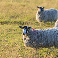 Buy canvas prints of Sheep in sunset light by chris smith