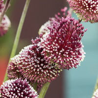 Buy canvas prints of Allium mohican by chris smith