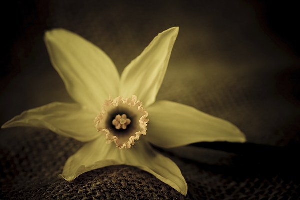  Vintage daffodil. Picture Board by chris smith