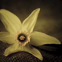 Buy canvas prints of  Vintage daffodil. by chris smith