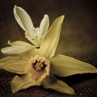 Buy canvas prints of  Vintage Daffodil and Snowdrop by chris smith