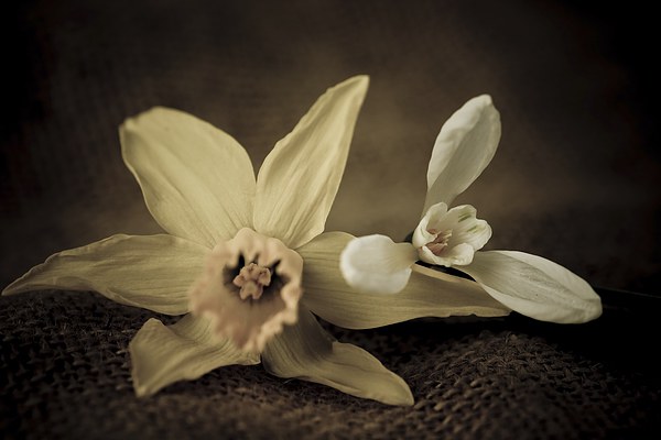  Vintage Daffodil and Snowdrop. Picture Board by chris smith