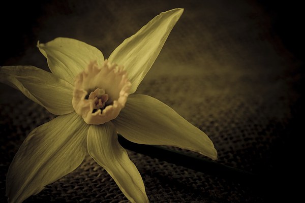  Vintage Daffodil. Picture Board by chris smith
