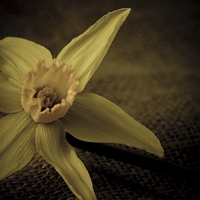 Buy canvas prints of  Vintage Daffodil. by chris smith