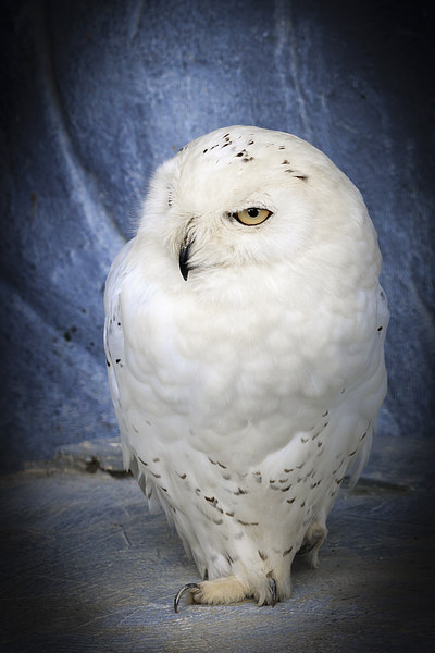 snowy owl . Picture Board by chris smith