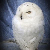 Buy canvas prints of snowy owl . by chris smith
