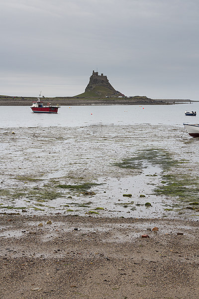 Lindisfarne Castle, holy island  Picture Board by chris smith
