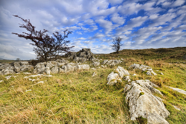 Limestone Pavement in the yorkshire dales   Picture Board by chris smith