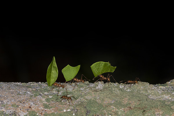 Leaf cutter ants  Picture Board by chris smith