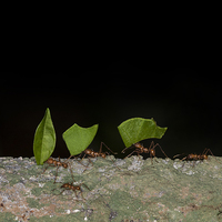 Buy canvas prints of Leaf cutter ants  by chris smith