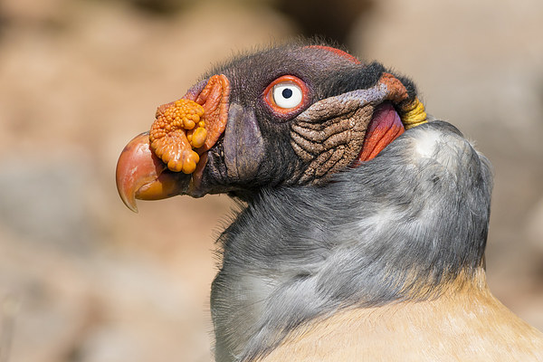 King vulture (Sarcoramphus papa). Picture Board by chris smith