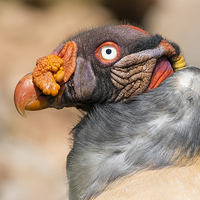 Buy canvas prints of King vulture (Sarcoramphus papa). by chris smith