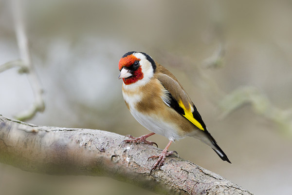 Goldfinch (Carduelis-carduelis)  Picture Board by chris smith