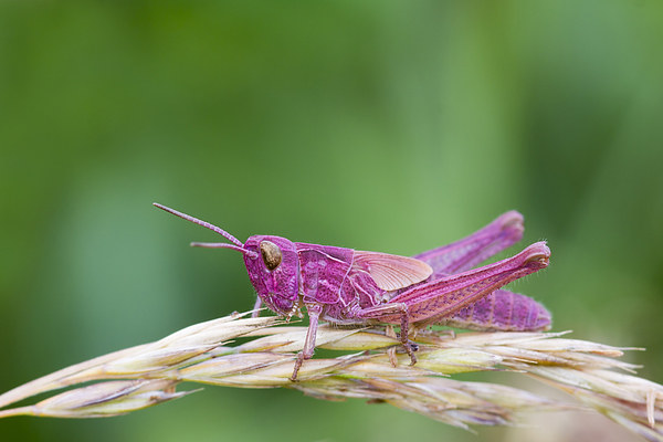 Pink Grasshopper.  Picture Board by chris smith