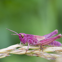 Buy canvas prints of Pink Grasshopper.  by chris smith