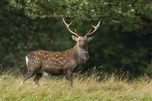 Sika Deer  (Cervus nippon)   Picture Board by chris smith