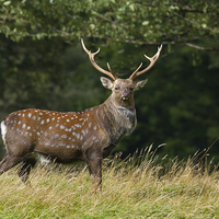Buy canvas prints of Sika Deer  (Cervus nippon)   by chris smith