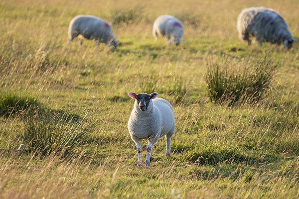 Sheep in sunset light. Picture Board by chris smith