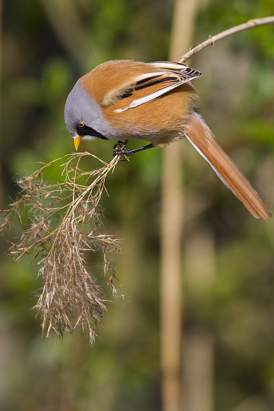 Bearded Tit ( Panurus biarmicus )  Picture Board by chris smith