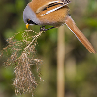 Buy canvas prints of Bearded Tit ( Panurus biarmicus )  by chris smith