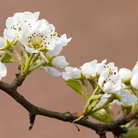Buy canvas prints of Pear Blossom  by chris smith