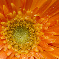 Buy canvas prints of Gerbera  by chris smith