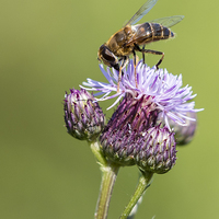 Buy canvas prints of Bee on a thistle   by chris smith