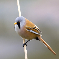 Buy canvas prints of Bearded Tit ( Panurus biarmicus )  by chris smith