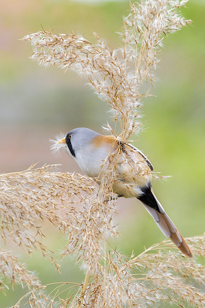 Bearded Tit ( Panurus biarmicus )  Picture Board by chris smith