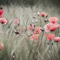 Buy canvas prints of Poppies  by chris smith