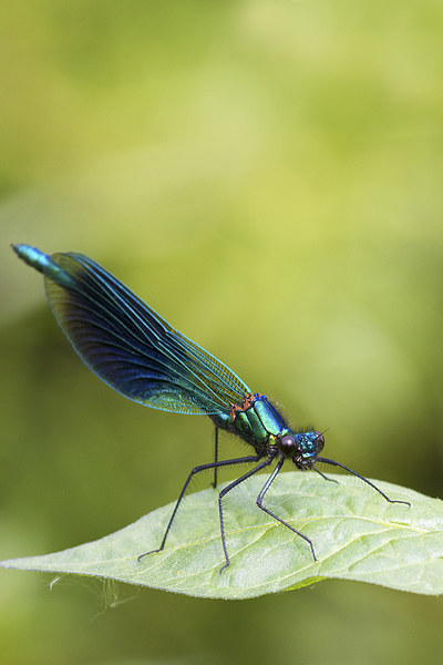 Banded demoiselle   (Calopteryx splendens)  Picture Board by chris smith