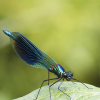 Buy canvas prints of Banded demoiselle   (Calopteryx splendens)  by chris smith