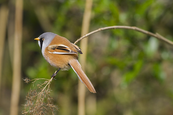 Male Bearded Tit ( Panurus biarmicus ) Picture Board by chris smith