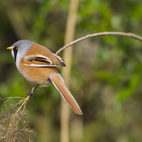 Buy canvas prints of Male Bearded Tit ( Panurus biarmicus ) by chris smith