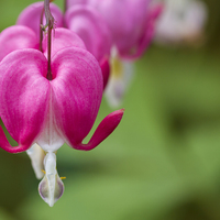 Buy canvas prints of Bleeding Heart. by chris smith