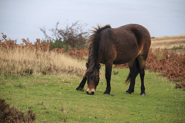 Exmoor pony rare breed. Picture Board by chris smith