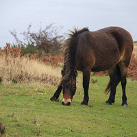 Buy canvas prints of Exmoor pony rare breed. by chris smith