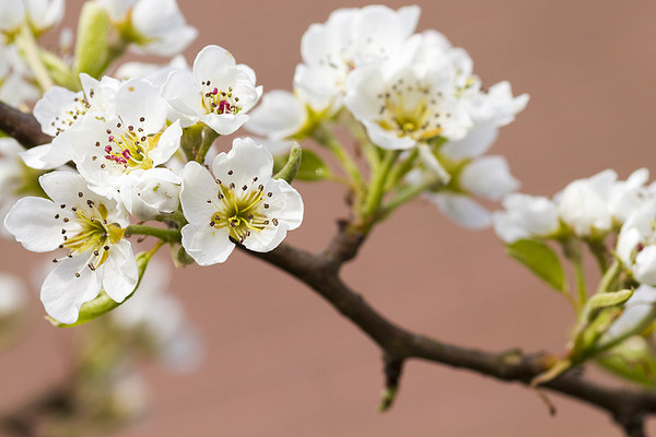 Pear Blossom.  Picture Board by chris smith