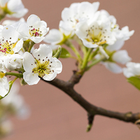 Buy canvas prints of Pear Blossom.  by chris smith