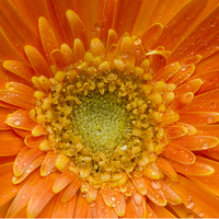 Buy canvas prints of Gerbera. by chris smith