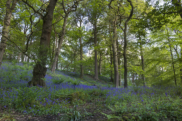 Bluebell forest           Picture Board by chris smith