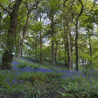 Buy canvas prints of Bluebell forest           by chris smith