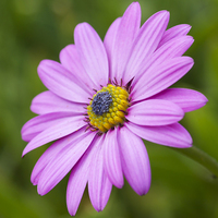 Buy canvas prints of Pink daisy   by chris smith