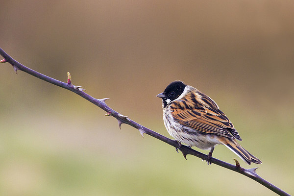 Reed Bunting  Picture Board by chris smith