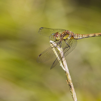 Buy canvas prints of Dragonfly by chris smith