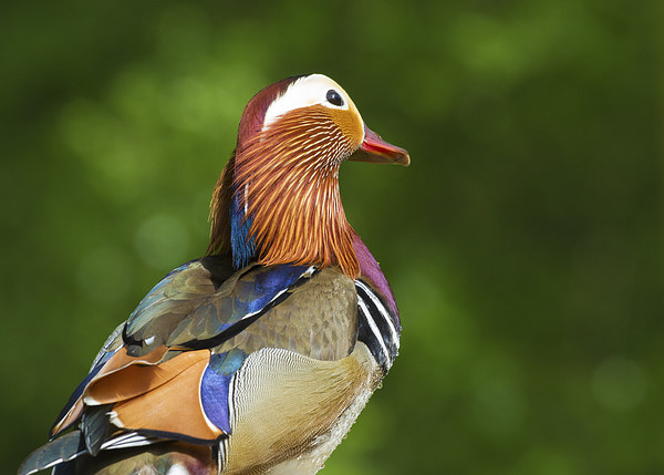 Mandarin duck  Picture Board by chris smith