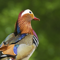 Buy canvas prints of Mandarin duck  by chris smith