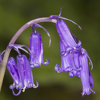 Buy canvas prints of Bluebell  by chris smith
