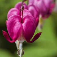 Buy canvas prints of Bleeding Heart   by chris smith