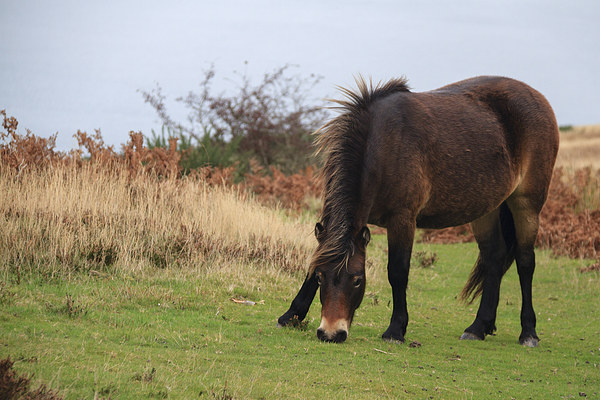 Exmoor pony rare breed  Picture Board by chris smith